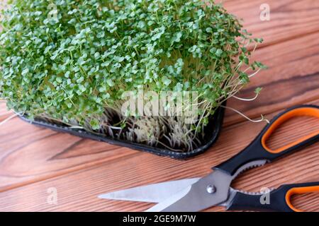 Microgreens, junger Kohl sprießt in einem Behälter. Blick von oben. In der Nähe der Schere. Stockfoto