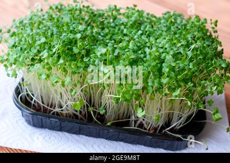 Microgreen Sprossen in einem Behälter. Kohl wächst auf der Fensterbank. Stockfoto