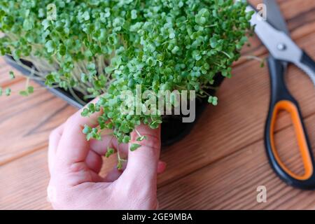 Hält Mikrogrüns in den Händen. Junge Kohl-Sprossen auf hölzernen Hintergrund. Stockfoto