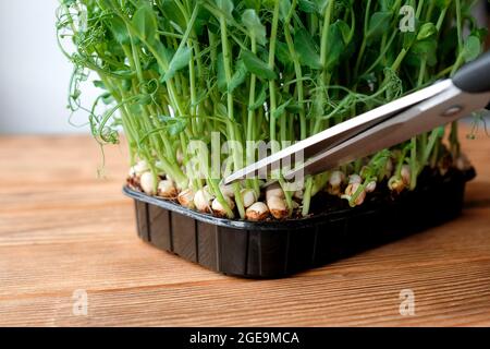 PEA-Sprossen in einem schwarzen Behälter werden mit einer Schere geschert. Microgreen. Stockfoto