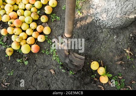 Eine Schaufel ragt in den Boden, Äpfel, die von einem Baum gefallen sind, liegen in der Nähe. Stockfoto