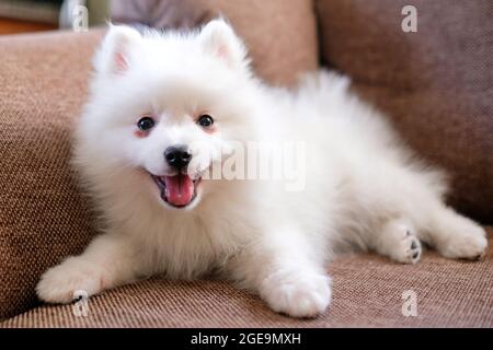 Ein japanischer Spitz-Welpe liegt auf einem braunen Sofa. Hund mit weißem Fell. Stockfoto