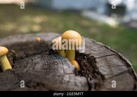 Die Toadstools sind auf einem alten Baumstumpf gewachsen. Helle, ungenießbare Pilze. Stockfoto