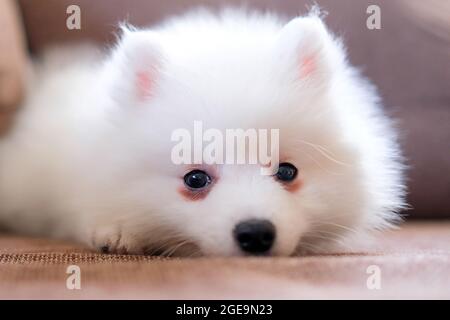 Japanischer Spitz-Welpe liegt auf der Couch. Der Hund ist traurig. Stockfoto