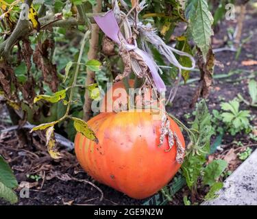 Eine große Tomate hängt an einem Busch. Sie markierten den Ast mit einem Band und banden ihn fest. Früchte für Samen. Stockfoto