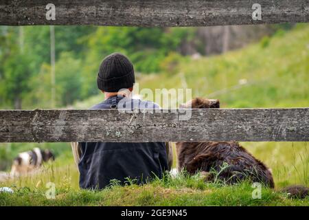 Einsamer Hirte sieht die Herde, die im Grün des Berges grast, zusammen mit seinem treuen Hund an Stockfoto