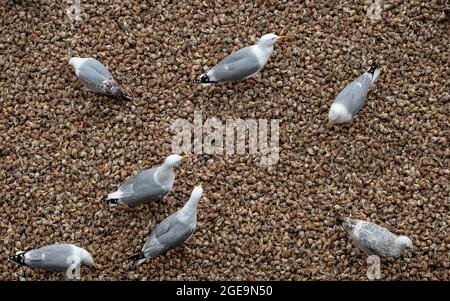 Heringsmöwen greifen über einen Haufen ausrangierter Muscheln. Stockfoto