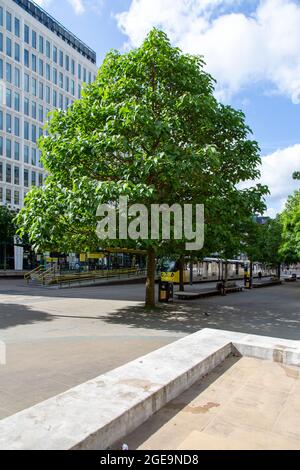 St. Peter's Square und Foxglove Trees, Manchester, Großbritannien Stockfoto