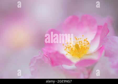 Eine Ballerina Rose Blume. Stockfoto