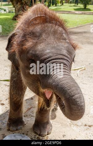 Vom Aussterben bedrohte Sumatra-Babyelefanten in Bali, Indonesien Stockfoto