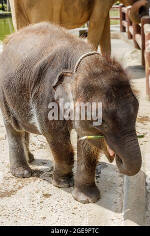 Vom Aussterben bedrohte Sumatra-Babyelefanten in Bali, Indonesien Stockfoto