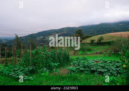 Kleiner Gemüsegarten im Garten eines Hauses mit Bergen im Hintergrund. Eigener Gemüsegarten Stockfoto