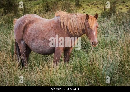 Ein legendärer wilder Bodmin Ponys, der auf Bodmin Moor in Cornwall grast. Stockfoto