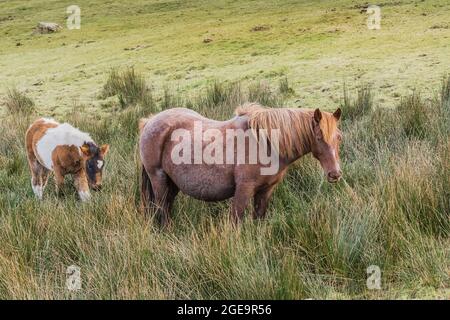 Bodmin Ponys weideten auf dem Bodmin Moor in Cornwall. Stockfoto