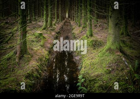 Sitka Fichte Bäume wachsen auf einer Baumplantage in Cornwall. Stockfoto