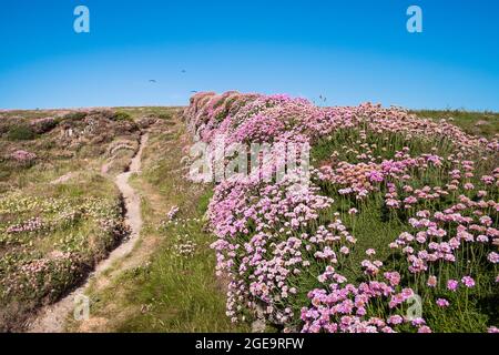 Seethrift Seeprosarot wächst auf einer alten traditionellen kornischen Hecke in Newquay in Cornwall. Stockfoto