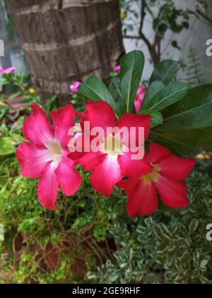 Selektive Fokusaufnahme von roten Adenium-blühenden Pflanzen, die im Garten wachsen Stockfoto