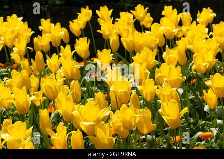 Gelbe Tulpen wachsen in den Trenance Gardens in Newquay in Cornwall. Stockfoto