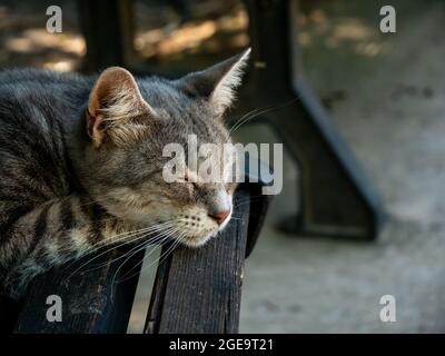 Entzückende grau-schwarz gestreifte Katze schläft an einem sonnigen Tag auf einer Holzbank im Garten Stockfoto