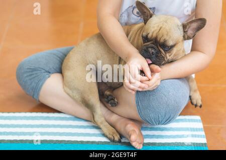 Niedliche französische Bulldogge liegt auf dem Schoß des Besitzers Stockfoto