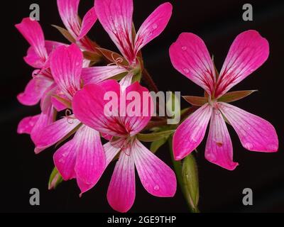 Eine Blume der rosa hängenden Geranie ( Pelargonium peltatum ), mit schwarzem Hintergrund Stockfoto