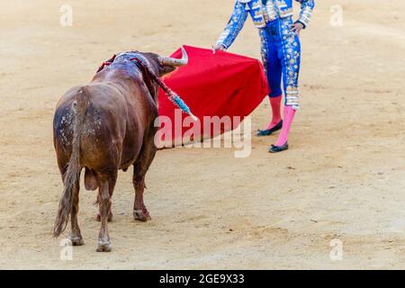 Ernte von nicht erkennbaren Stierkämpfer in traditioneller Tracht und mit rotem Mantel Durchführung mit verwundeten Stier auf Stierkampfarena während Corrida Stockfoto