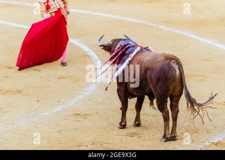 Ernte von nicht erkennbaren Stierkämpfer in traditioneller Tracht und mit rotem Mantel Durchführung mit verwundeten Stier auf Stierkampfarena während Corrida Stockfoto