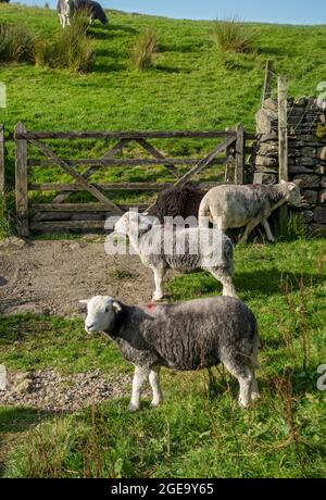 Herdwick Schafe auf einem Feld. Stockfoto