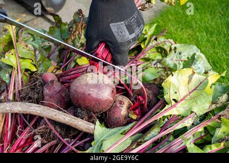 Nahaufnahme des Mannes, der im Herbst frisch gegrabene Rote Bete-Pflanzen trimmt. Stockfoto