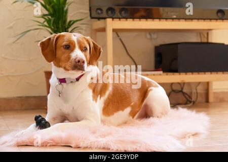 Liebenswert weiß und braun Mischlingshund mit Kragen ruht auf bequemen flauschigen Teppich mit Spielzeug im Wohnzimmer zu Hause Stockfoto