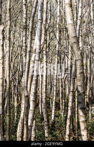 Silberne Birken Betula pendula Stockfoto