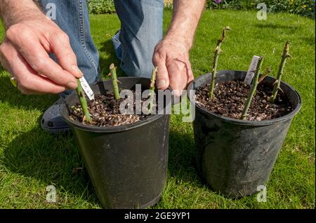 Nahaufnahme des Gärtners, der Gertrude Jekyll Rosenausschnitte betrachtet, die im Frühjahr im Pflanztopf wachsen. Stockfoto