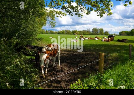 Herde von roten und weißen friesischen holstein-Rindern, die im Sommer auf einem Feld grasen. Stockfoto
