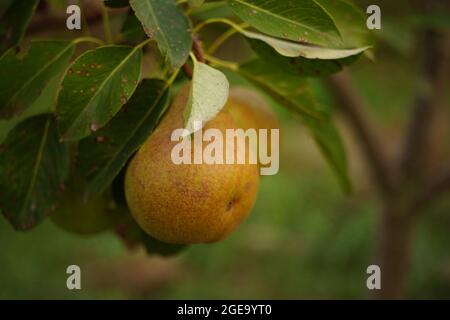 Eine reife Birnenfrucht hängt am Ast, Nahaufnahme. Stockfoto