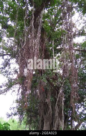 Banyan-Bäume und hängende Wurzeln, schöner Anblick der Natur Stockfoto