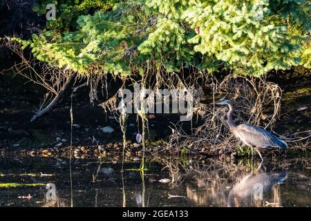 Blauer Reiher, der sich in einem kleinen Wasserbecken widerspiegelt Stockfoto