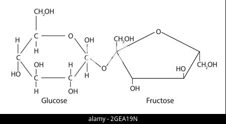 Chemische Struktur von Sucrose, Anatomie von Sucrose , Molekulare Struktur von Sucrose , Chemische Formel von Sucrose, Sucrose BASIC Konfigurieren Stock Vektor