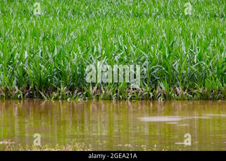 Überflutetes Maisfeld nach starkem Regen im Sommer Stockfoto