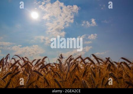 Goldenes Weizenfeld und Wolken am Himmel Stockfoto