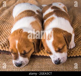 Zwei Jack Russell Terrier Welpen schlafen süß auf einem weichen Bett Stockfoto