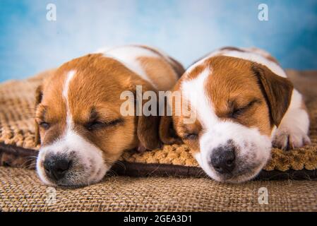 Zwei Jack Russell Terrier Welpen schlafen süß auf einem weichen Bett Stockfoto
