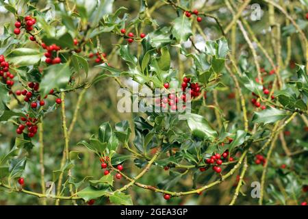 Holly Zweig mit roten Beeren auf, Ilex aquifolium Stockfoto