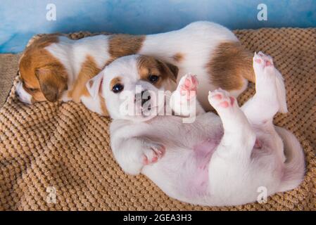 Zwei Jack Russell Terrier Welpen schlafen süß auf einem weichen Bett Stockfoto