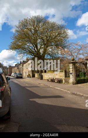 Rosskastanienbaum im Frühjahr, Main Street, Winster, Derbyshire Stockfoto