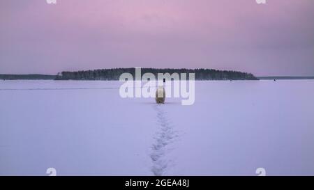 Ein samoyed-Hunderasse, der seine Spuren im Schnee über einen gefrorenen See in Russland hinterlässt. Stockfoto