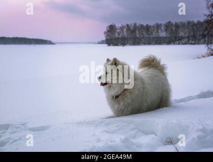 Ein samoyed Rasse Hund im tiefen Schnee entlang der Ufer eines gefrorenen Sees in Russland. Stockfoto