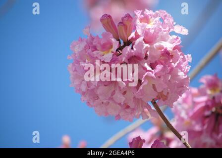 Rosa Trompetenbaum (Handroanthus impetiginosus). Tabebuia rosea ist ein neotropischer Baum der Pink Flower im Park. Blüht im Frühling. Stockfoto