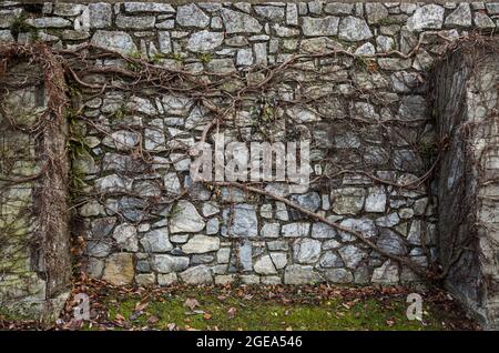 Alte Steinmauer überwachsen mit getrocknetem Ivy im Herbst in Graz, Österreich. Stockfoto