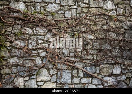 Alte Steinmauer überwachsen mit getrocknetem Ivy im Herbst in Graz, Österreich. Stockfoto