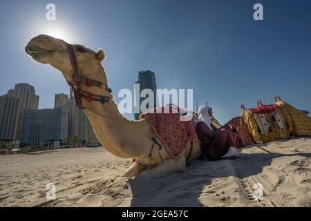 Ein Beduine Mann entspannt sich mit seinen Kamelen auf einem Strand in Dubai. Stockfoto